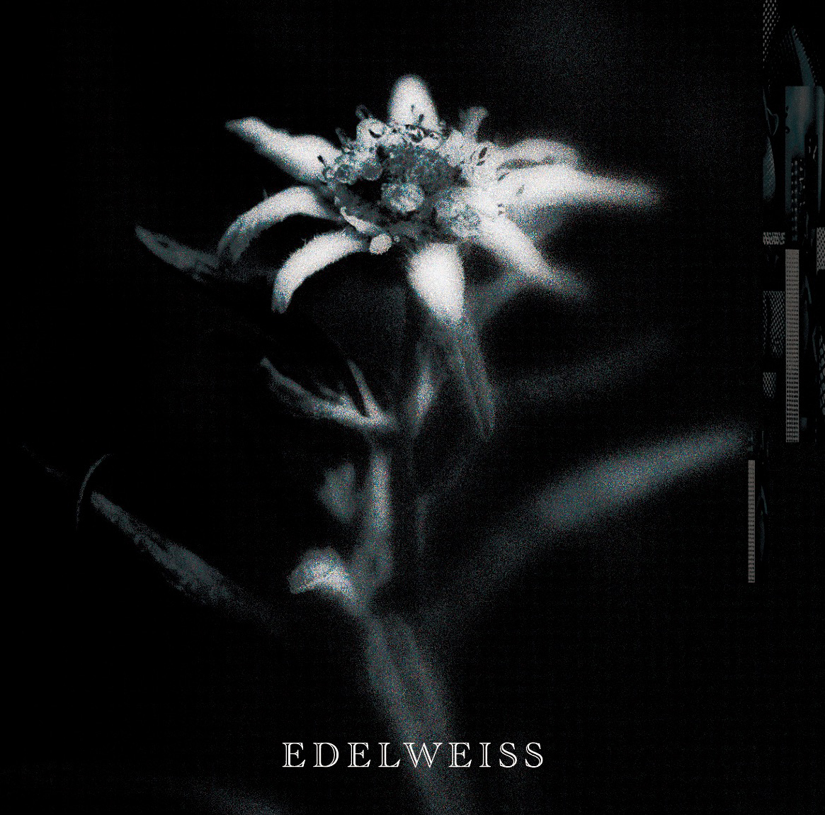 2025.01.08発売 SINGLE「EDELWEISS」